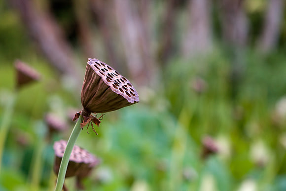 Lotus pod