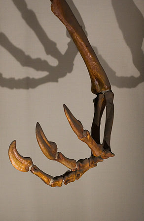 Claws