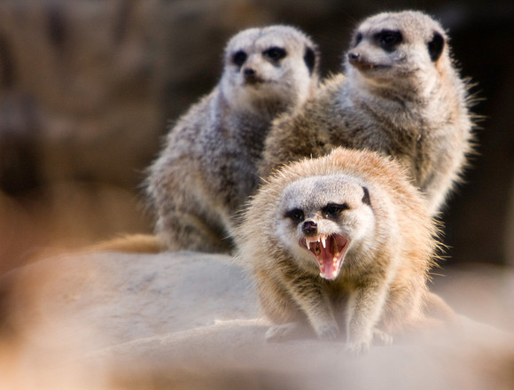 I said "hakuna matata"...
