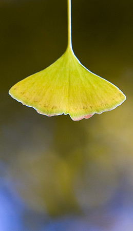Ginko