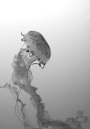 Frills