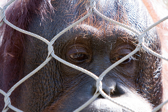 Contemplating incarceration