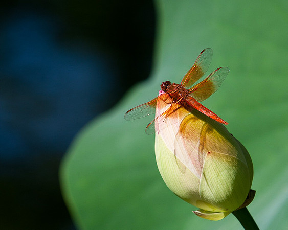 Dragonfly