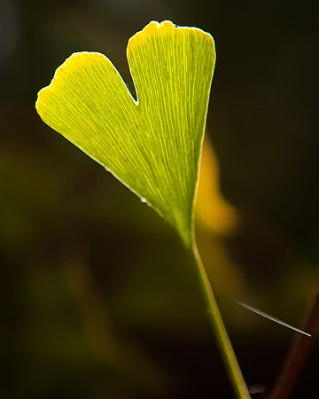 Biloba